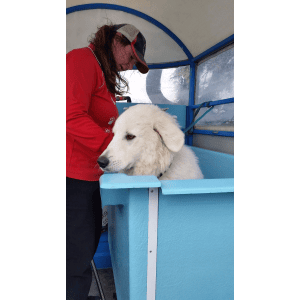 Dog Wash and Grooming in 